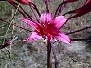 Brunsvigia detail